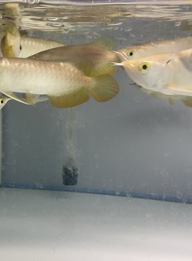 纯种金龙鱼苗活鱼金头过背金龙古典蓝底鱼苗风水招财热带大型观赏