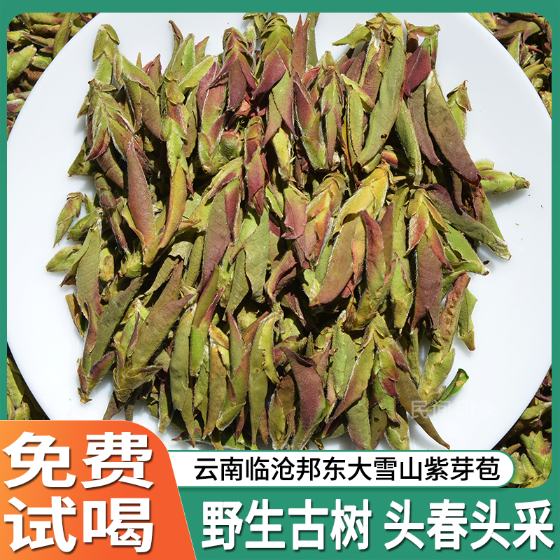 野生紫芽苞茶2025年头春古树晒青绿茶临沧邦东大雪山普洱生茶白茶