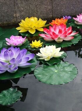 鱼池水生植物大睡莲种根