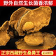 桑黄正宗桑树桑黄整块金边桑黄灵芝泡酒水整块西藏桑黄500克