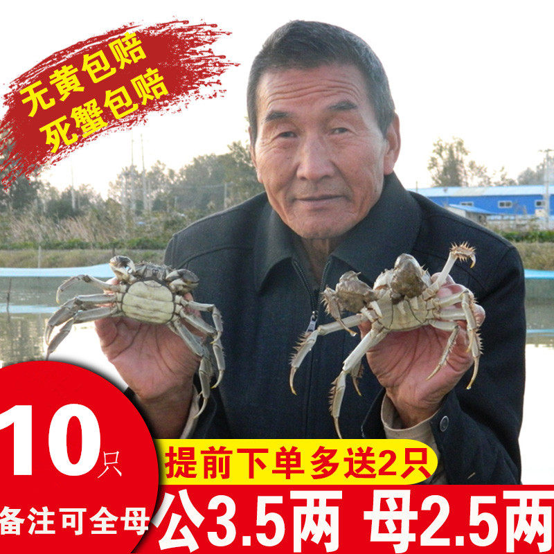 多送2只大蟹大闸蟹鲜活特大河蟹全母生鲜海鲜水产螃蟹年货节礼盒