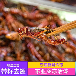 蚂蚱东亚飞蝗虫新鲜冷冻公母蚂蚱纯母 蚱蜢 昆虫美食冰鲜食用