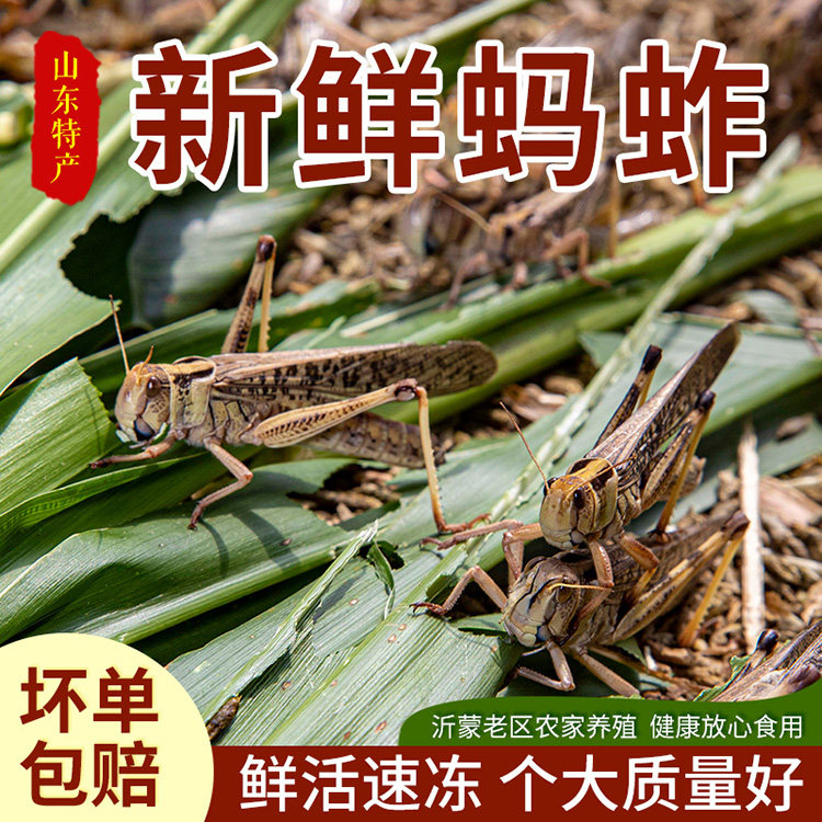 新鲜活体冷冻母蚂蚱东亚飞蝗 雌蚂蚱去翅膀带籽蚱蜢蝗虫包邮