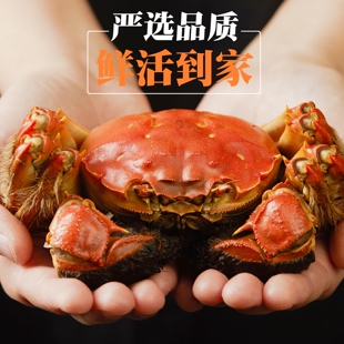 活蟹醉卧阳澄大闸蟹礼盒可全母蟹螃蟹鲜活大闸蟹官方旗舰店现货