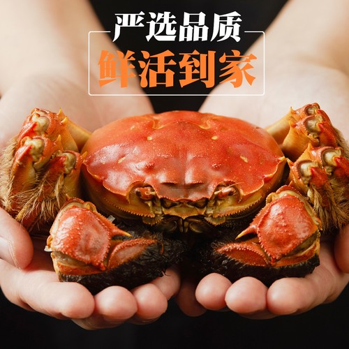 鲜活可全母蟹只只满黄礼盒装