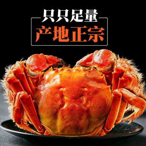 六月黄大闸蟹鲜活只只满黄足量
