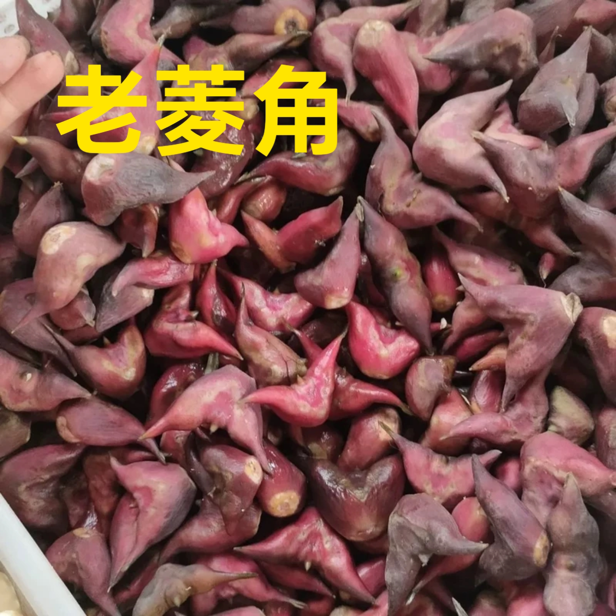 洪湖特产老红菱角带壳新鲜老菱角其它