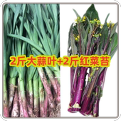湖北特产农家自种新鲜红皮大蒜苗红菜苔新鲜蔬菜现摘现发4斤混搭
