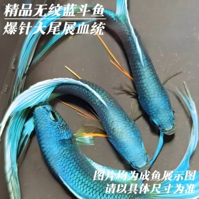 中国游龙斗鱼无纹蓝观赏鱼