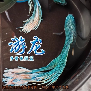 中国无纹蓝游龙斗鱼淡水活体冷水鱼耐活好养观赏小鱼免打氧菩萨鱼