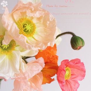 意大利蜂鸟冰岛雪莉花卉耐寒盆栽植物 大花 谢谢小花 超级虞美人