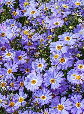 谢谢小花 天鹅河雏菊 紫色辉煌 多年生耐热耐寒阳台盆栽花园植物