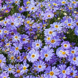 谢谢小花 多品种进口草花盆栽植物 直播专拍链接