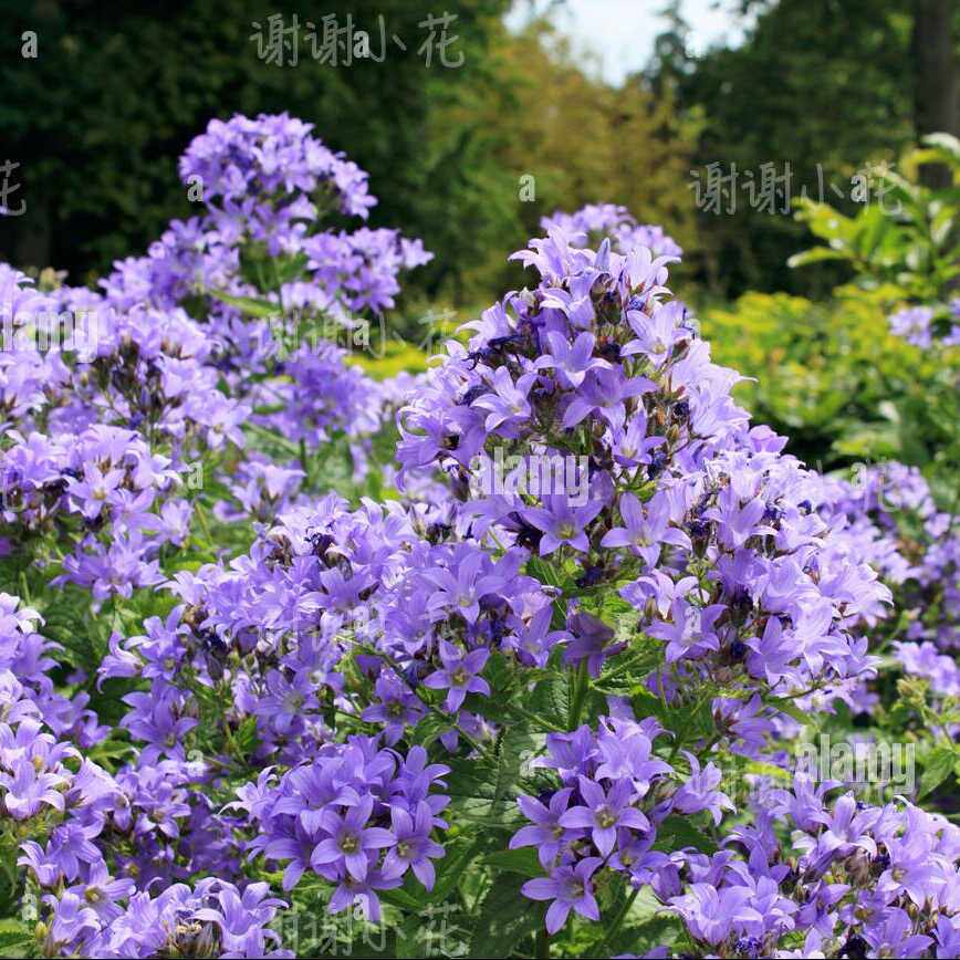 谢谢小花 高大风铃草 宿根植物 蓝花粉花 多年生好养耐寒花园花卉