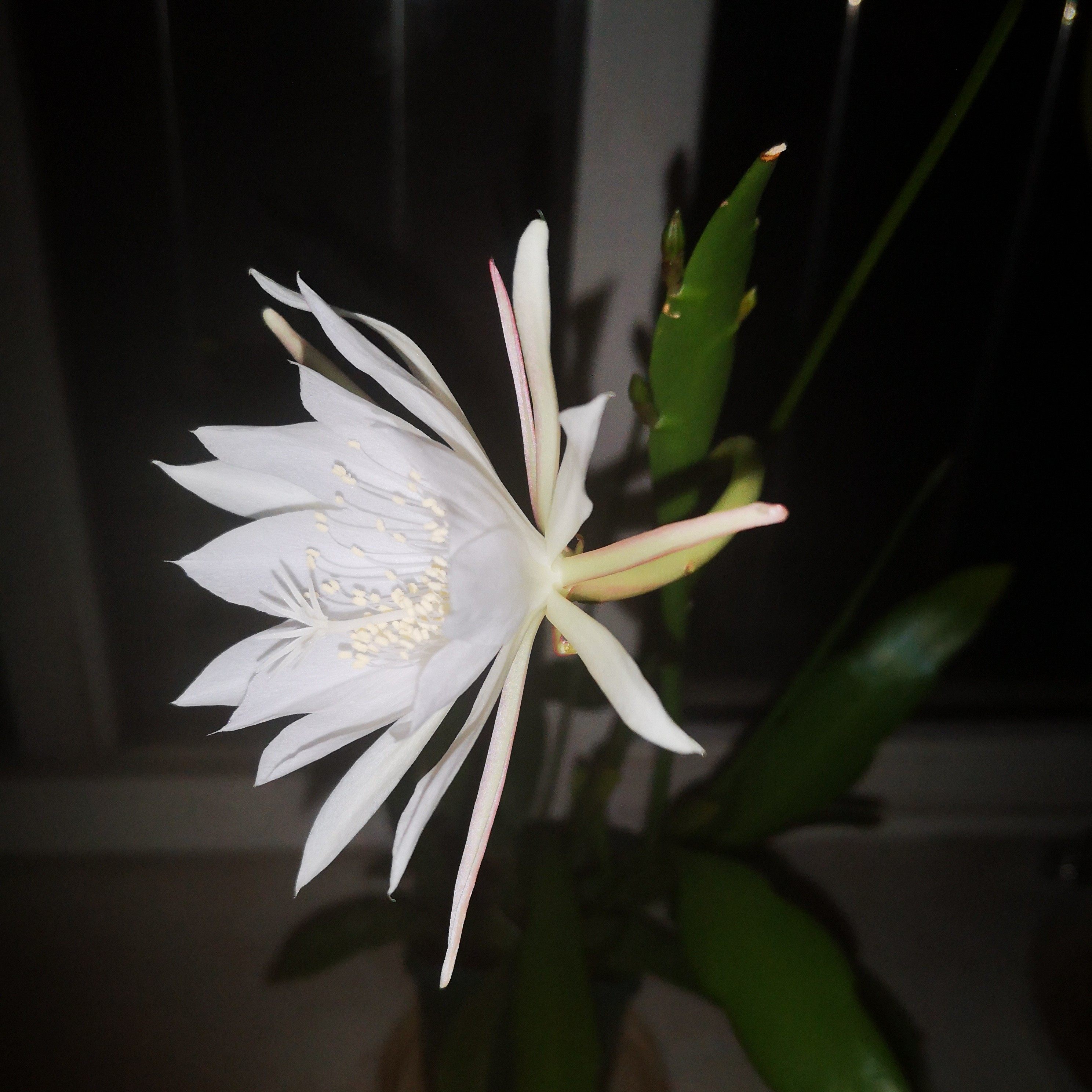 谢谢小花 小叶昙花 姬月下美人 耐热耐寒仙人掌盆栽植物 丰花食用