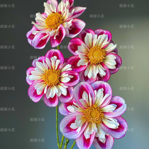 谢谢小花 大丽花 种球荷兰进口 多年生宿根球根 好养花卉盆栽植物