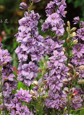 谢谢小花 小花飞燕草 迷雾薰衣草 新品切花耐寒花卉盆栽植物