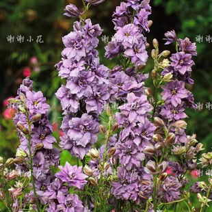 新品 迷雾薰衣草 切花耐寒花卉盆栽植物 小花飞燕草 谢谢小花