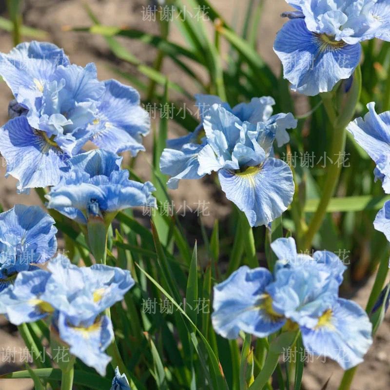 西伯利亚鸢尾花菖蒲多年耐寒植物