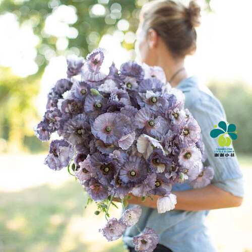 虞美人雪莉灰惊叹灰耐寒开花植物