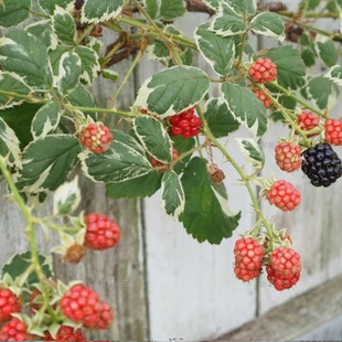 谢谢小花 稀有锦叶可食用观叶观花结果美味耐寒耐热植物 花叶黑莓