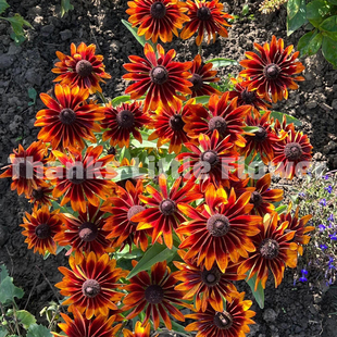 谢谢小花 金光菊 卡布奇诺 丰花耐热耐寒花园花卉盆栽植物