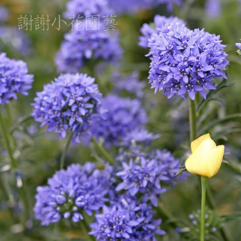 谢谢小花 球吉利 安妮女王 蓝色顶针 紫色花耐寒盆栽花卉切花植物