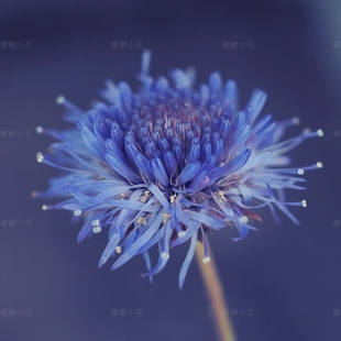 开花 谢谢小花 春季 蓝色闪光灯 耐寒好养阳台花园盆栽植物 伤愈草