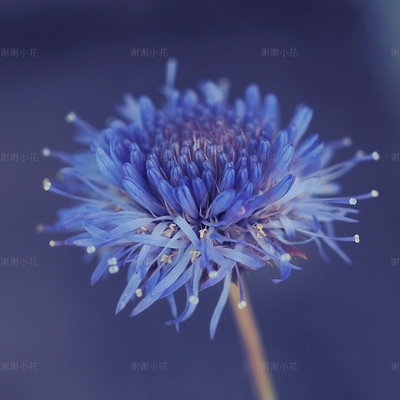 伤愈草蓝色闪光灯春季开花植物