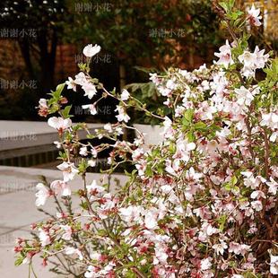谢谢小花 云龙樱花 富士樱 湖上之舞 多年生耐寒耐热灌木花卉植物