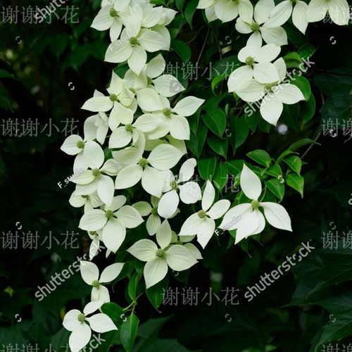 四照花常绿多年生耐寒耐热植物
