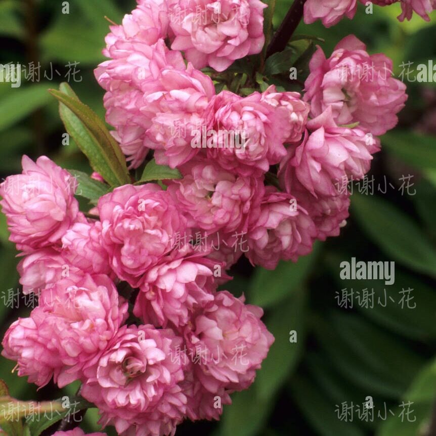 谢谢小花 重瓣粉花麦李 珍珠李 多年生耐热耐寒 花卉灌木盆栽植物