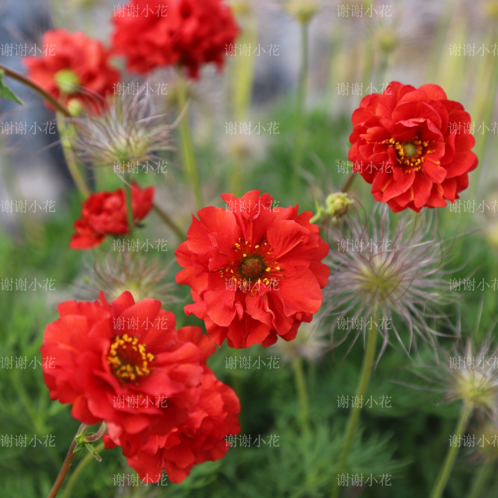 谢谢小花 水杨梅 燃烧的日落 重瓣 多年生耐寒耐热好养花卉植物