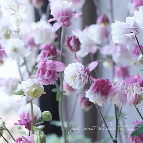 谢谢小花 重瓣耧斗菜 粉白帽闪烁多色多年生趣味耐寒花卉盆栽植物,鲜花速递/花卉仿真/绿植园艺,时令草本花卉,淘宝优惠券,粉丝福利购,淘宝优惠卷