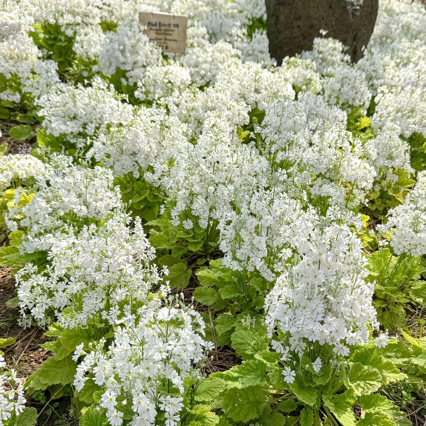 樱草报春花期长爆花阳台庭院植物