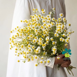 耐寒 重瓣多年生香草盆栽植物 可食用泡茶精油 洋甘菊 谢谢小花