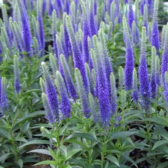 谢谢小花 蓝色穗花婆婆纳 多年生宿根植物 庭院花园线性盆栽耐热