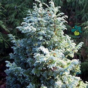 谢谢小花 蓝色波尔瓦 蓝湖柏 多年生四季常绿耐寒灌木盆栽植物