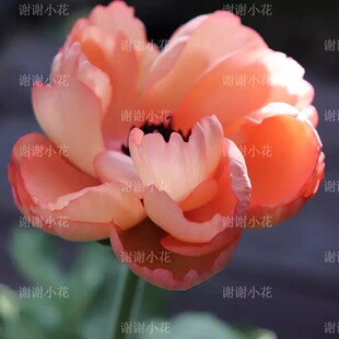 谢谢小花 日本花毛茛 洋牡丹 绫园艺育种多品种球根多年生植物