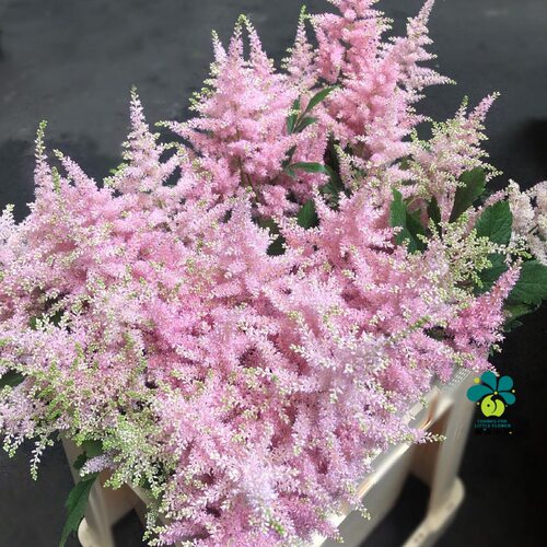 落新妇多年生夏季开花盆栽植物