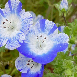 谢谢小花 新品 喜林草 白色喷溅 盆栽植物耐寒地被花卉庭院阳台