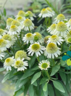 谢谢小花 宿根松果菊 耐寒多年生爆花耐热耐寒好养花园阳台盆栽植