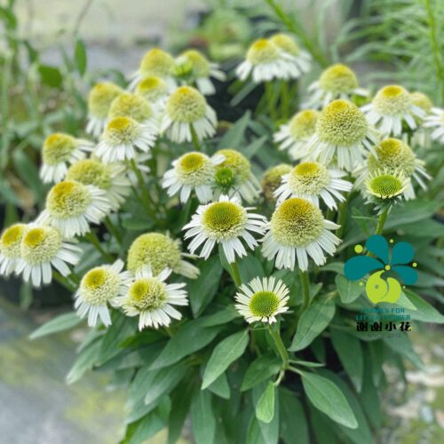 宿根松果菊多年生花卉植物
