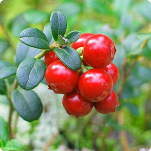 谢谢小花 蔓越莓 果树可食用浆果多年生耐寒常绿灌木结果盆栽植物