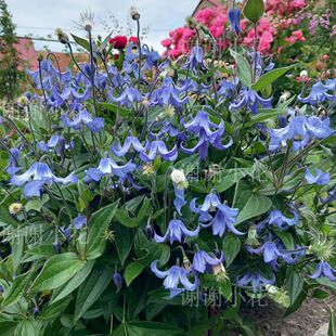 谢谢小花 全缘铁线莲 哈库里奥尔加 耐寒多年生藤蔓花卉盆栽植物