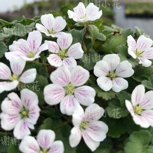 谢谢小花 姬风露草 白花 牻牛儿老鹳草山野草 耐热耐寒多年生植物