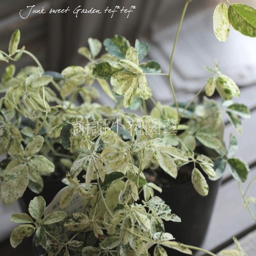 花叶木通好养斑叶观果可食盆栽