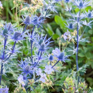 宿根植物 蓝闪光 多年生耐寒耐热切花阳台盆栽 扁叶刺芹 谢谢小花