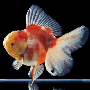 花狮花国狮子头金鱼兰寿国狮泰狮蝶尾龙睛珍珠鎏金水泡好活耐养