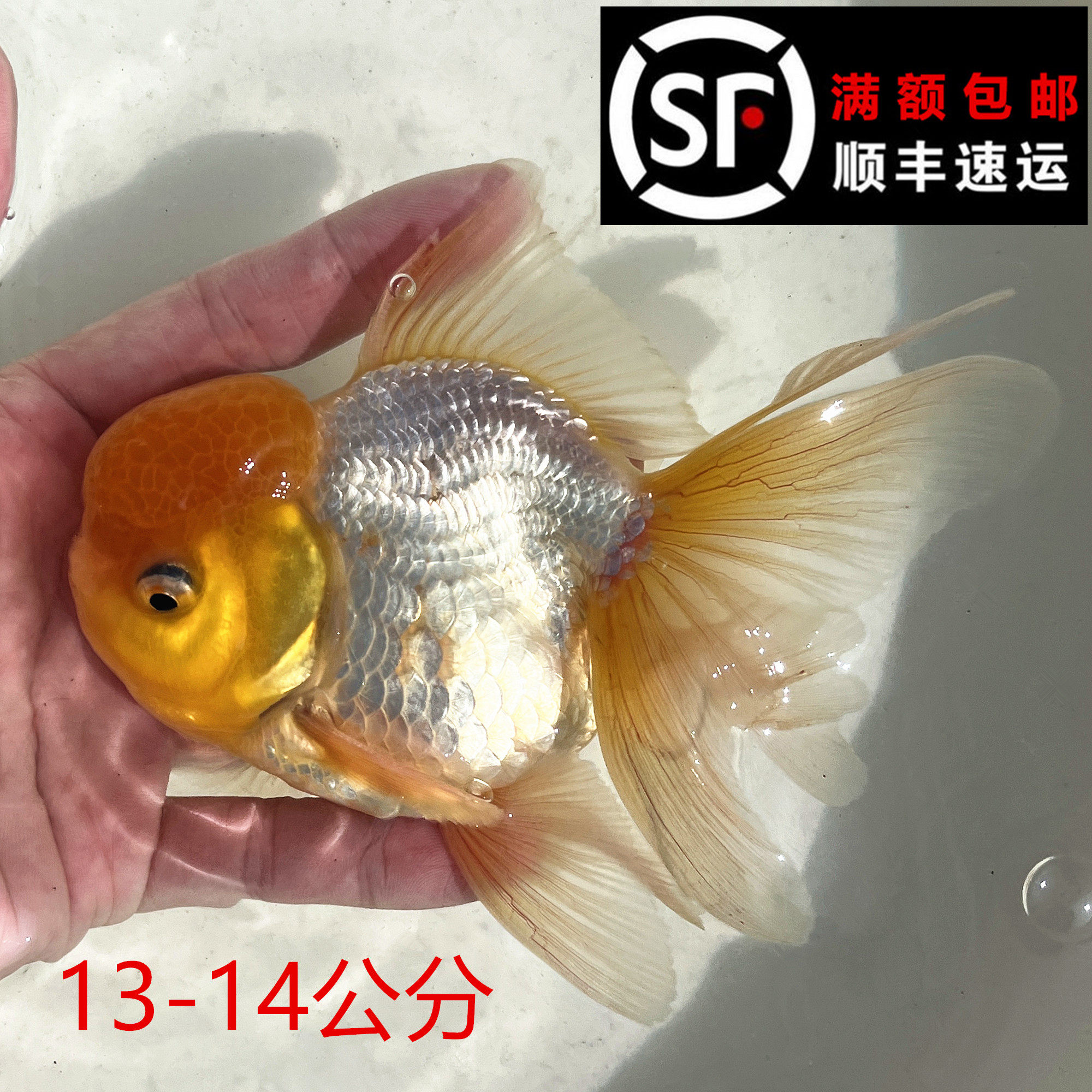 菠萝头白色国狮黄头观赏鱼好养易活金鱼不打氧淡水冷水鱼场销
